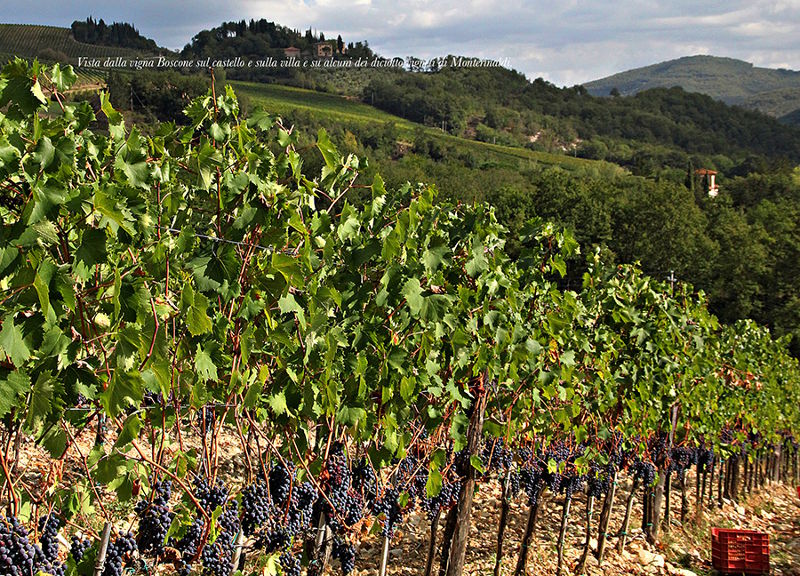 Die Weinberge im Chianti des Castello Monterinaldo